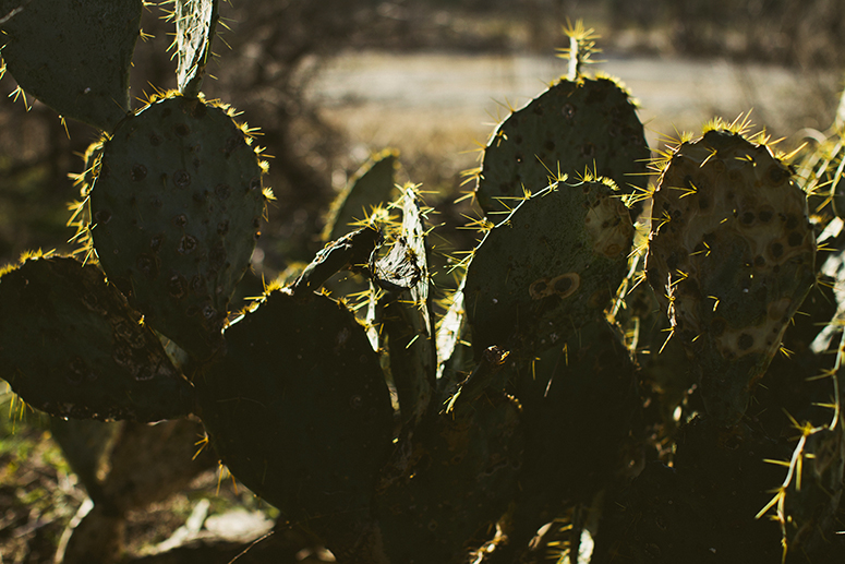 cactus copy