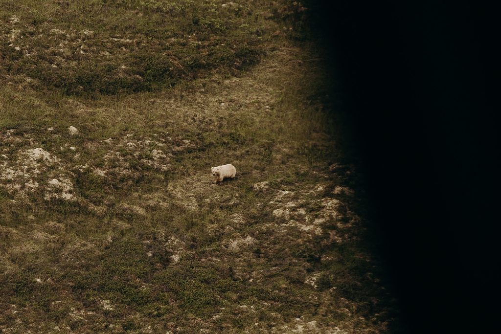 Helicopter view of Bear on the ground